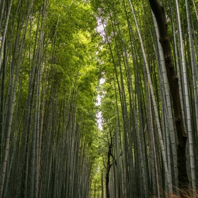 梦幻齐天手游正式版下载